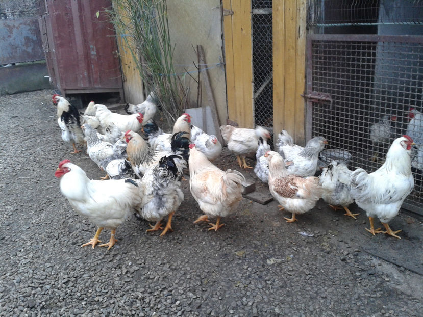 Inventar pui INCUBATOR II / 2023 - INVENTAR PUI INCUBATOR II - 2023 - Sam 9 dec 2023