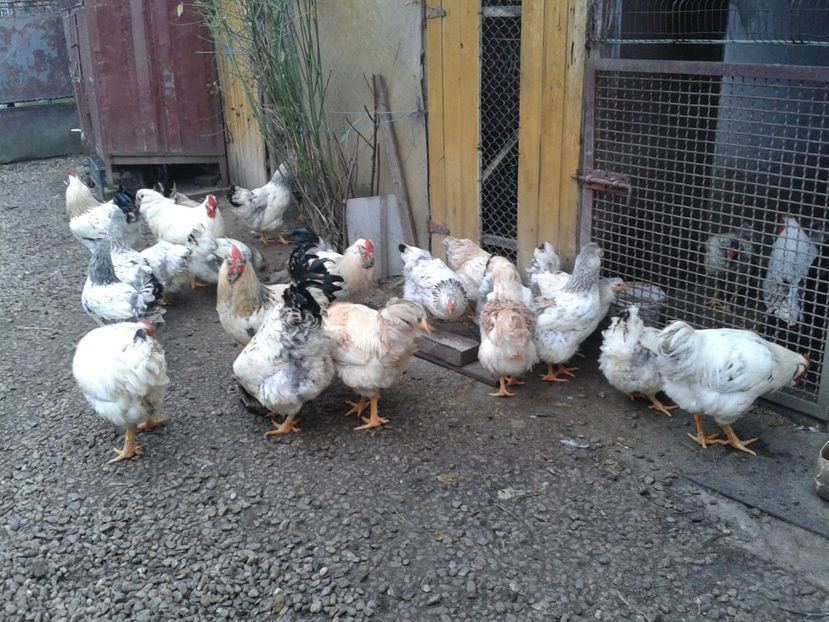 Inventar pui INCUBATOR II / 2023 - INVENTAR PUI INCUBATOR II - 2023 - Sam 9 dec 2023