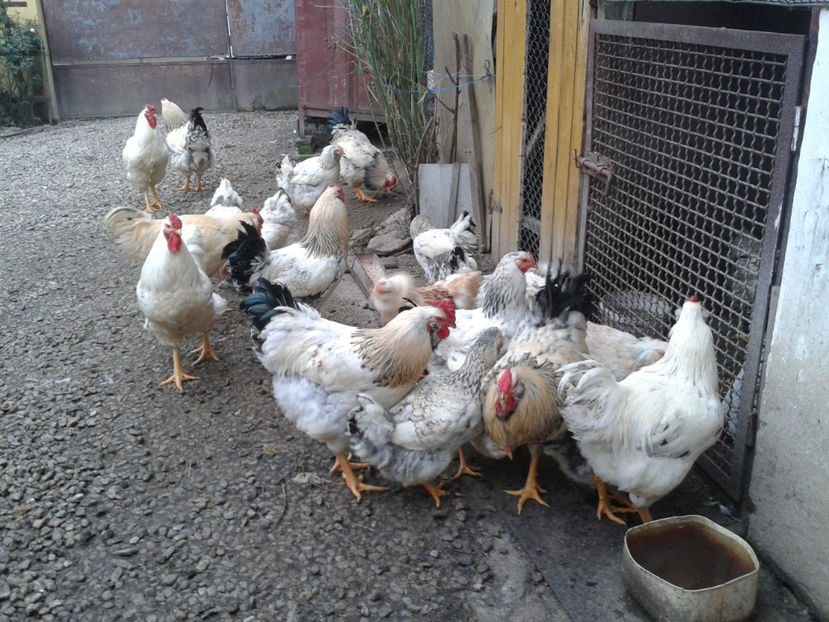 Inventar pui INCUBATOR II / 2023 - INVENTAR PUI INCUBATOR II - 2023 - Sam 9 dec 2023