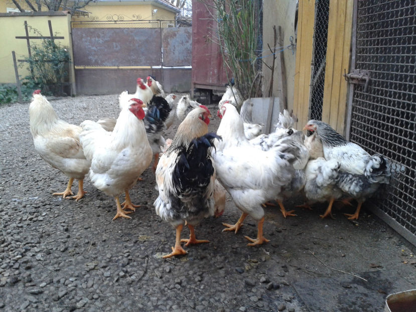 Inventar pui INCUBATOR II / 2023 - INVENTAR PUI INCUBATOR II - 2023 - Sam 9 dec 2023