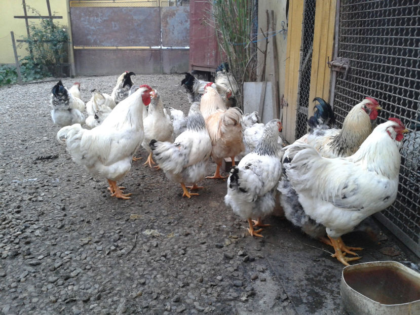 Inventar pui INCUBATOR II / 2023 - INVENTAR PUI INCUBATOR II - 2023 - Sam 9 dec 2023