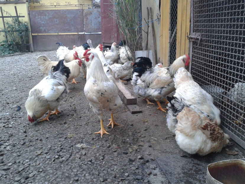 Inventar pui INCUBATOR II / 2023 - INVENTAR PUI INCUBATOR II - 2023 - Sam 9 dec 2023