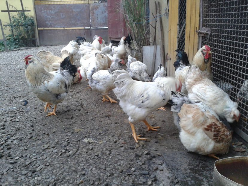 Inventar pui INCUBATOR II / 2023 - INVENTAR PUI INCUBATOR II - 2023 - Sam 9 dec 2023