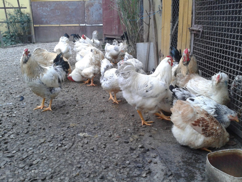 Inventar pui INCUBATOR II / 2023 - INVENTAR PUI INCUBATOR II - 2023 - Sam 9 dec 2023