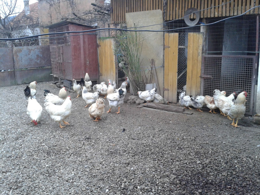 Inventar pui INCUBATOR II / 2023 - INVENTAR PUI INCUBATOR II - 2023 - Sam 9 dec 2023