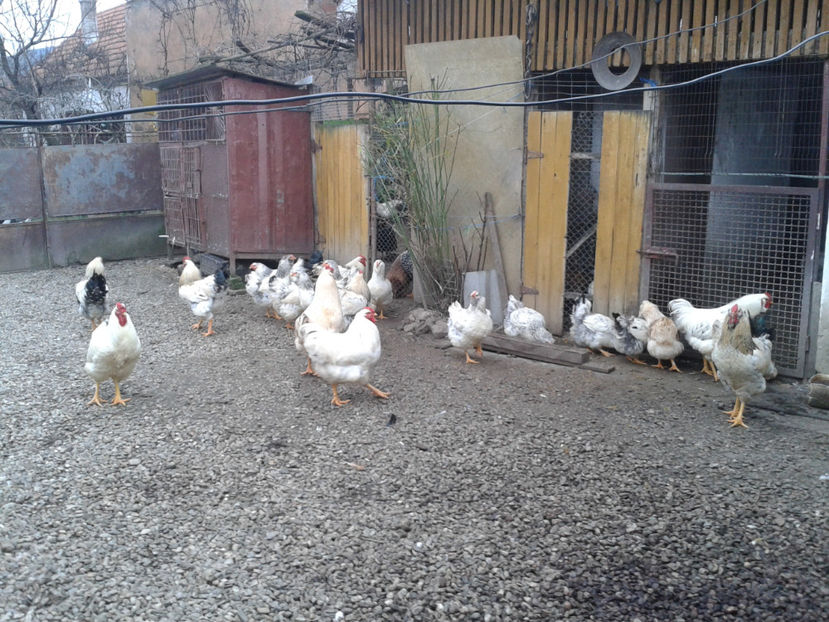 Inventar pui INCUBATOR II / 2023 - INVENTAR PUI INCUBATOR II - 2023 - Sam 9 dec 2023