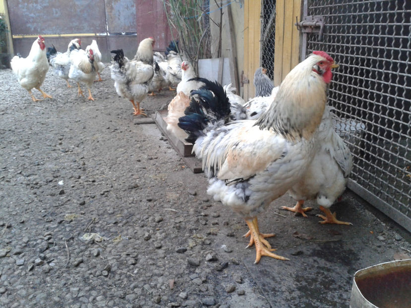 Inventar pui INCUBATOR II / 2023 - INVENTAR PUI INCUBATOR II - 2023 - Sam 9 dec 2023