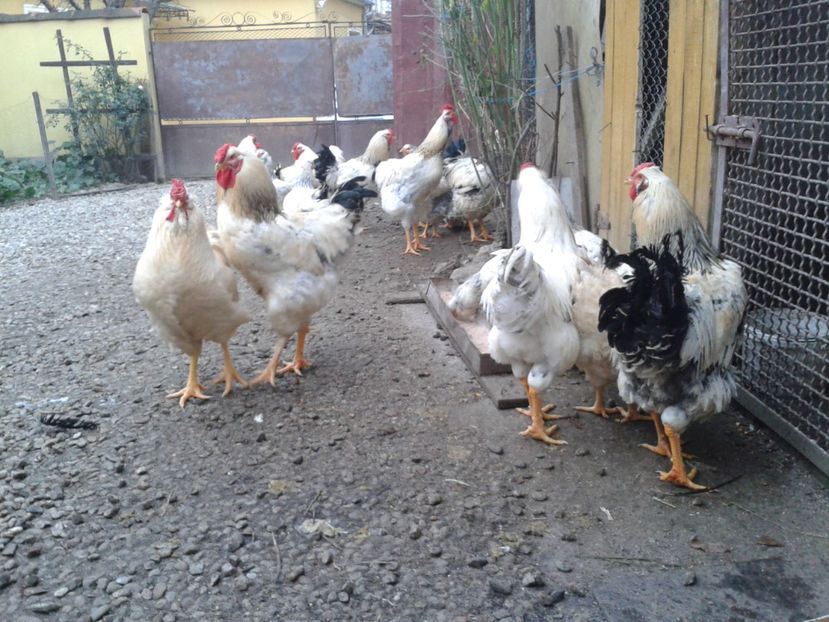 Inventar pui INCUBATOR II / 2023 - INVENTAR PUI INCUBATOR II - 2023 - Sam 9 dec 2023