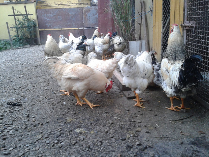 Inventar pui INCUBATOR II / 2023 - INVENTAR PUI INCUBATOR II - 2023 - Sam 9 dec 2023