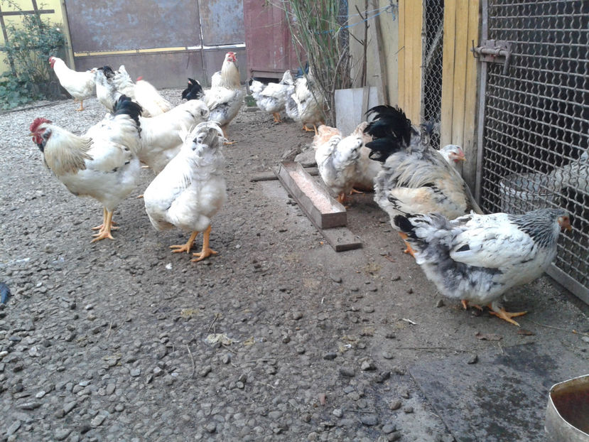 Inventar pui INCUBATOR II / 2023 - INVENTAR PUI INCUBATOR II - 2023 - Sam 9 dec 2023