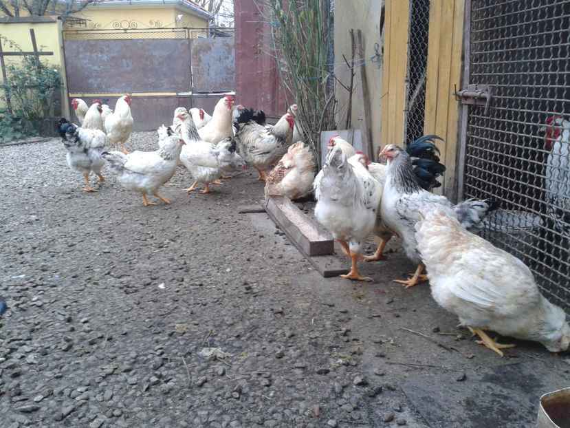 Inventar pui INCUBATOR II / 2023 - INVENTAR PUI INCUBATOR II - 2023 - Sam 9 dec 2023