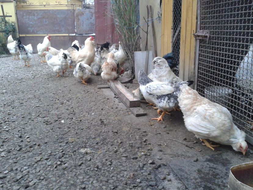 Inventar pui INCUBATOR II / 2023 - INVENTAR PUI INCUBATOR II - 2023 - Sam 9 dec 2023