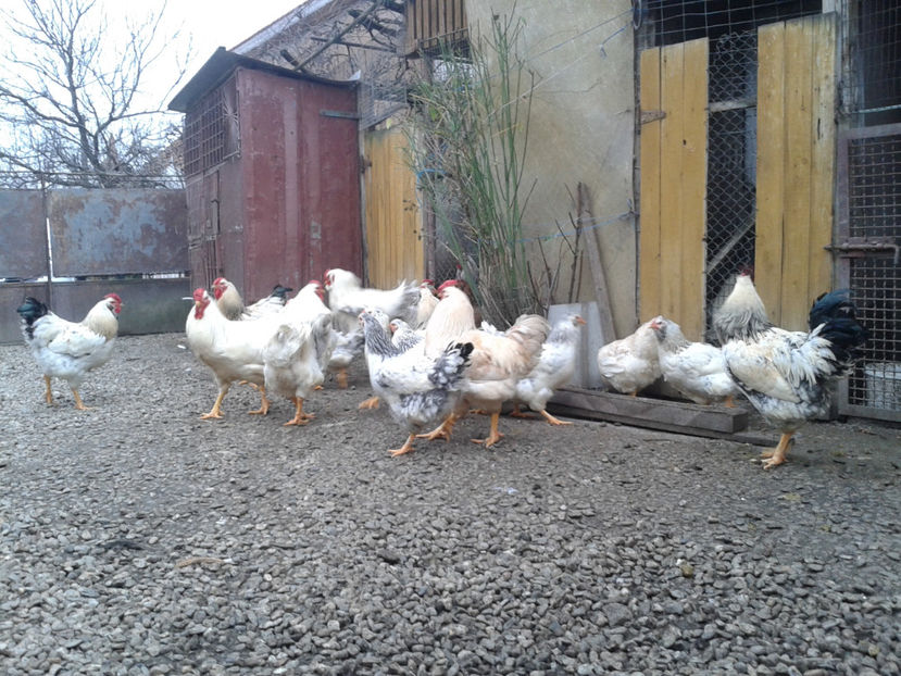 Pui SERIA II / 2023 | Fotografiați – Sâm, 9 dec. - INVENTAR PUI INCUBATOR II - 2023 - Sam 9 dec 2023