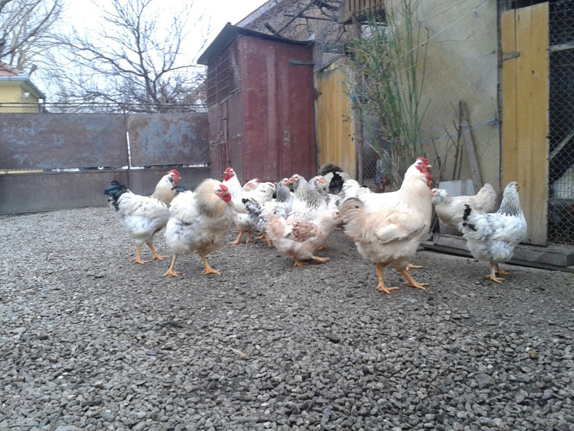 Pui SERIA II / 2023 | Fotografiați – Sâm, 9 dec. - INVENTAR PUI INCUBATOR II - 2023 - Sam 9 dec 2023