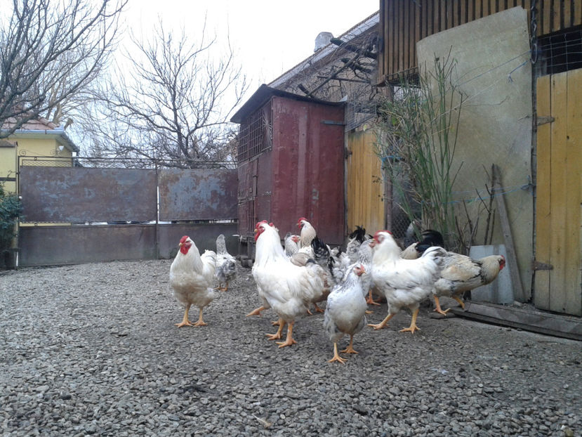 Pui SERIA II / 2023 | Fotografiați – Sâm, 9 dec. - INVENTAR PUI INCUBATOR II - 2023 - Sam 9 dec 2023