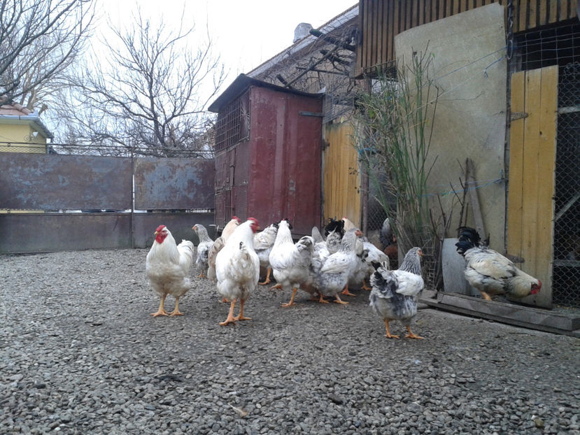 Pui SERIA II / 2023 | Fotografiați – Sâm, 9 dec. - INVENTAR PUI INCUBATOR II - 2023 - Sam 9 dec 2023