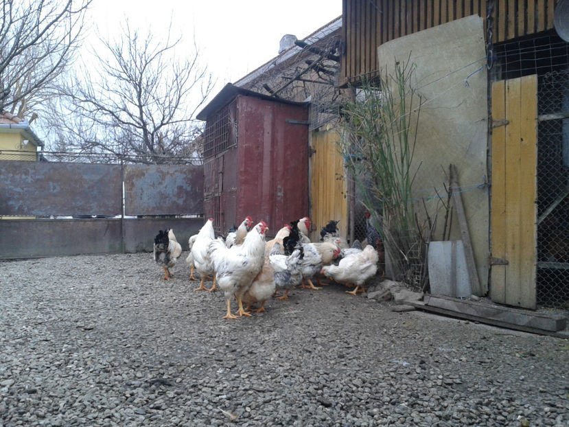 Pui SERIA II / 2023 | Fotografiați – Sâm, 9 dec. - INVENTAR PUI INCUBATOR II - 2023 - Sam 9 dec 2023