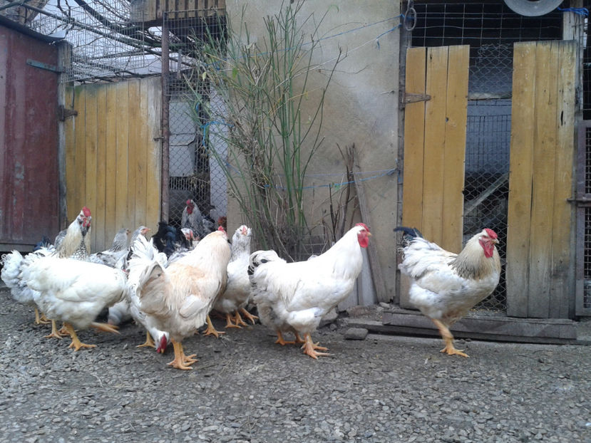 Pui SERIA II / 2023 | Fotografiați – Sâm, 9 dec. - INVENTAR PUI INCUBATOR II - 2023 - Sam 9 dec 2023