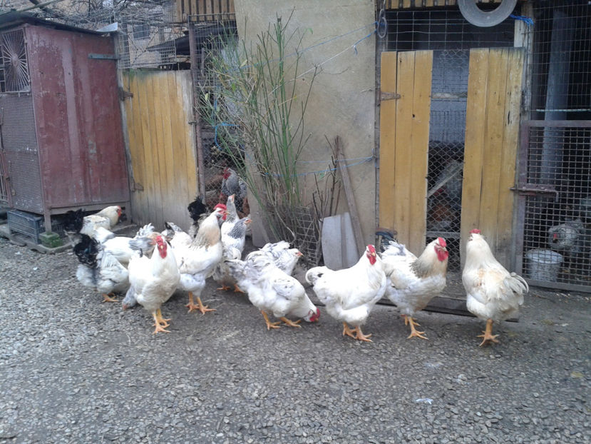 Pui SERIA II / 2023 | Fotografiați – Sâm, 9 dec. - INVENTAR PUI INCUBATOR II - 2023 - Sam 9 dec 2023