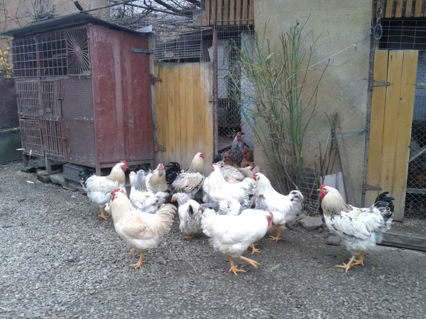 Pui SERIA II / 2023 | Fotografiați – Sâm, 9 dec. - INVENTAR PUI INCUBATOR II - 2023 - Sam 9 dec 2023