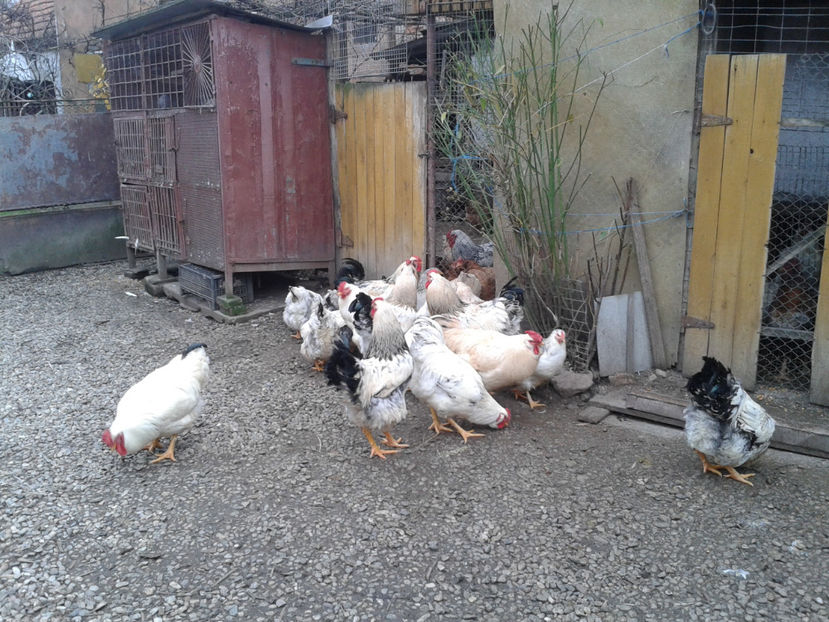 Pui SERIA II / 2023 | Fotografiați – Sâm, 9 dec. - INVENTAR PUI INCUBATOR II - 2023 - Sam 9 dec 2023