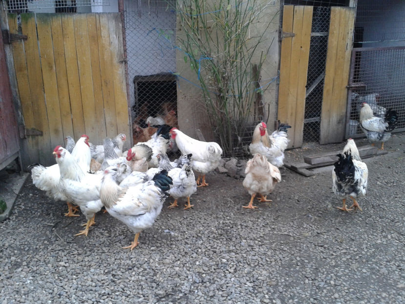 Pui SERIA II / 2023 | Fotografiați – Sâm, 9 dec. - INVENTAR PUI INCUBATOR II - 2023 - Sam 9 dec 2023