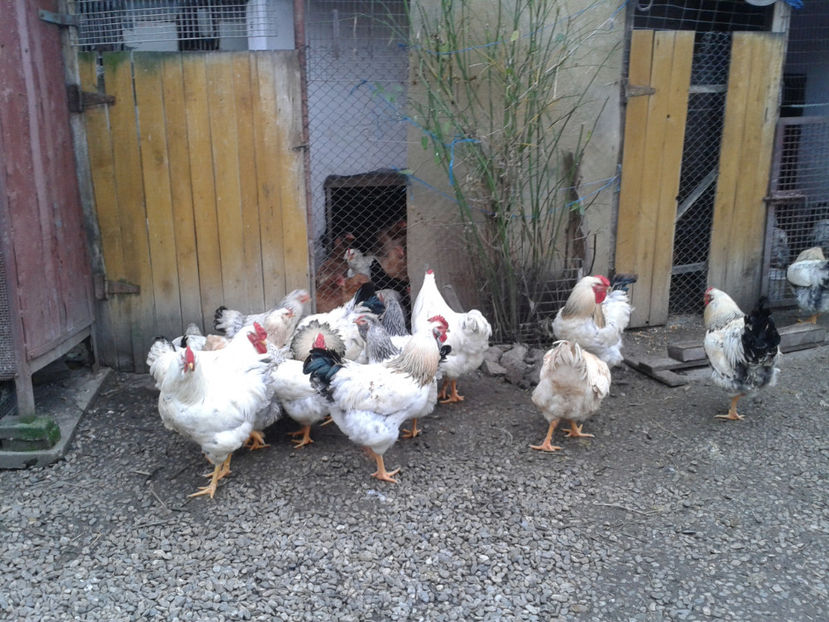 Pui SERIA II / 2023 | Fotografiați – Sâm, 9 dec. - INVENTAR PUI INCUBATOR II - 2023 - Sam 9 dec 2023