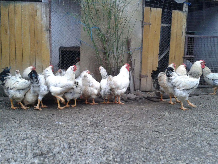 Pui SERIA II / 2023 | Fotografiați – Sâm, 9 dec. - INVENTAR PUI INCUBATOR II - 2023 - Sam 9 dec 2023