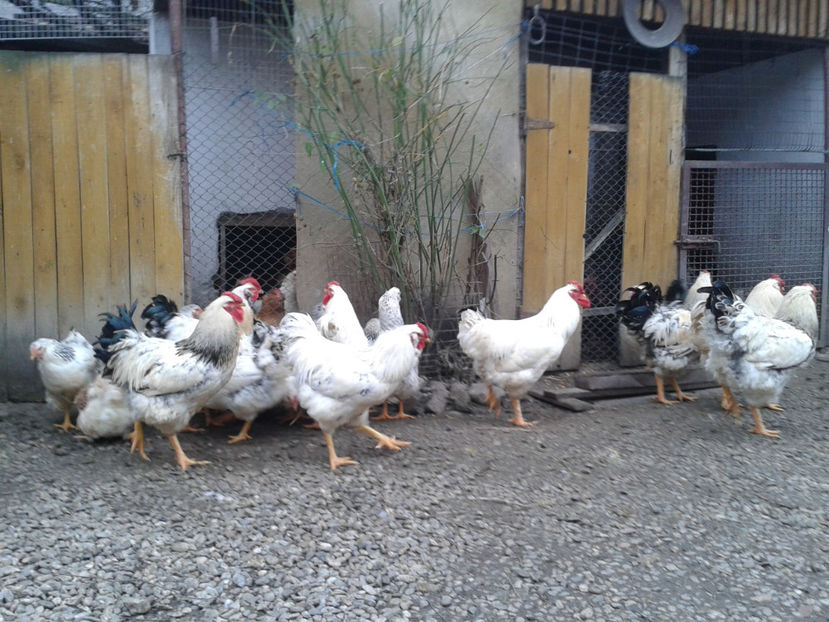 Pui SERIA II / 2023 | Fotografiați – Sâm, 9 dec. - INVENTAR PUI INCUBATOR II - 2023 - Sam 9 dec 2023