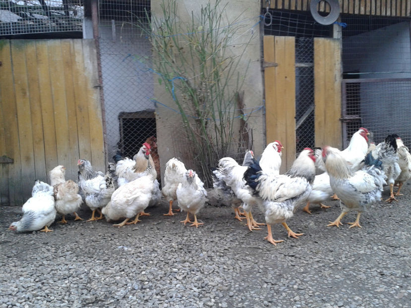 Pui SERIA II / 2023 | Fotografiați – Sâm, 9 dec. - INVENTAR PUI INCUBATOR II - 2023 - Sam 9 dec 2023