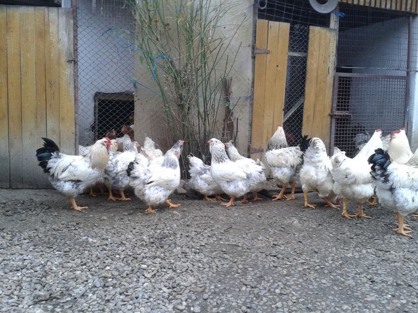 Pui SERIA II / 2023 | Fotografiați – Sâm, 9 dec. - INVENTAR PUI INCUBATOR II - 2023 - Sam 9 dec 2023