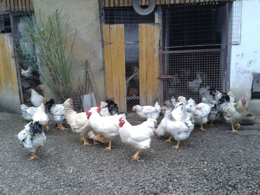 Pui SERIA II / 2023 | Fotografiați – Sâm, 9 dec. - INVENTAR PUI INCUBATOR II - 2023 - Sam 9 dec 2023