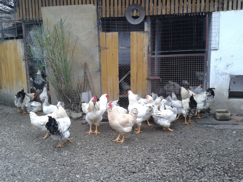 Pui SERIA II / 2023 | Fotografiați – Sâm, 9 dec. - INVENTAR PUI INCUBATOR II - 2023 - Sam 9 dec 2023