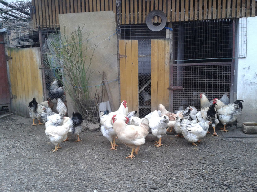 Pui SERIA II / 2023 | Fotografiați – Sâm, 9 dec. - INVENTAR PUI INCUBATOR II - 2023 - Sam 9 dec 2023