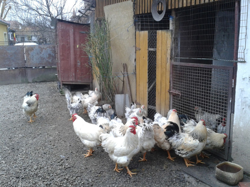 Pui SERIA II / 2023 | Fotografiați – Sâm, 9 dec. - INVENTAR PUI INCUBATOR II - 2023 - Sam 9 dec 2023