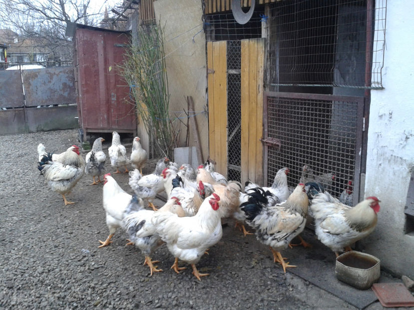 Pui SERIA II / 2023 | Fotografiați – Sâm, 9 dec. - INVENTAR PUI INCUBATOR II - 2023 - Sam 9 dec 2023