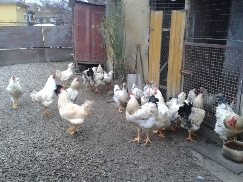 Pui SERIA II / 2023 | Fotografiați – Sâm, 9 dec. - INVENTAR PUI INCUBATOR II - 2023 - Sam 9 dec 2023