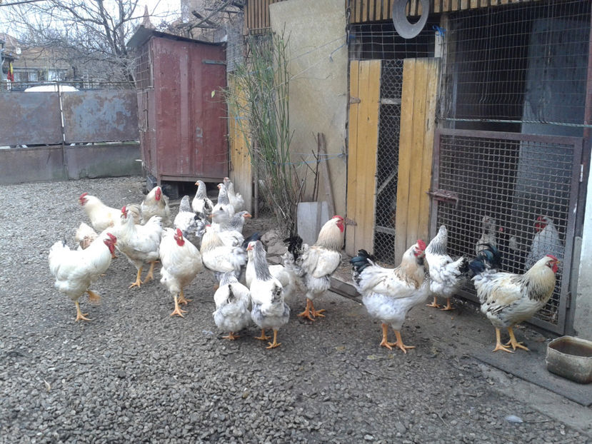 Pui SERIA II / 2023 | Fotografiați – Sâm, 9 dec. - INVENTAR PUI INCUBATOR II - 2023 - Sam 9 dec 2023