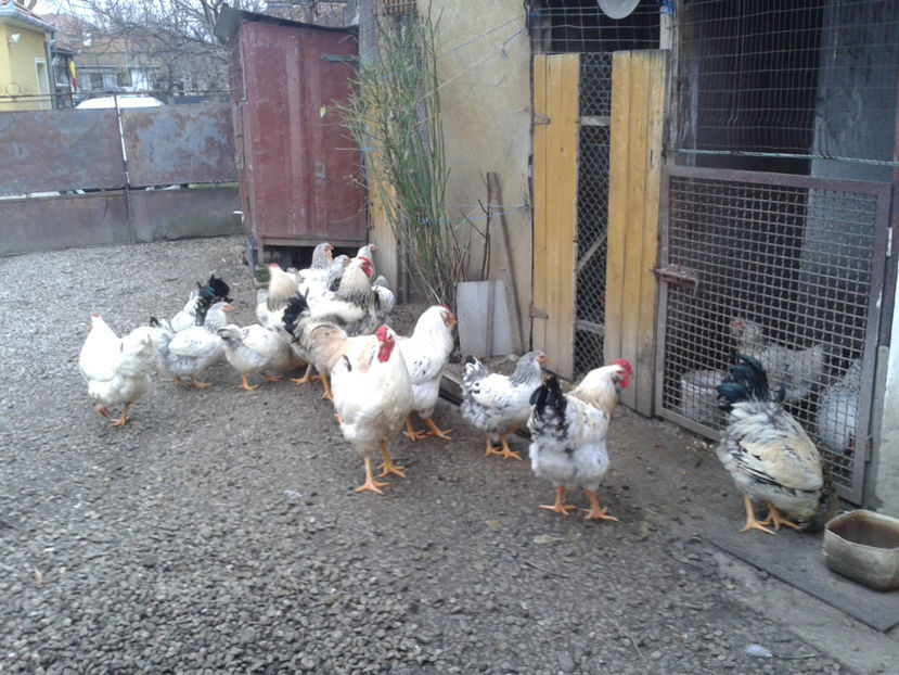 Pui SERIA II / 2023 | Fotografiați – Sâm, 9 dec. - INVENTAR PUI INCUBATOR II - 2023 - Sam 9 dec 2023