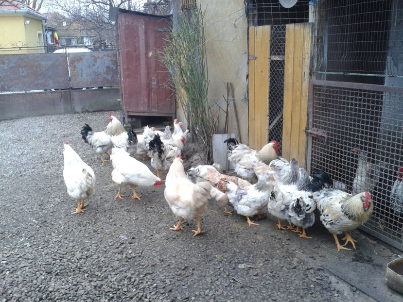 Pui SERIA II / 2023 | Fotografiați – Sâm, 9 dec. - INVENTAR PUI INCUBATOR II - 2023 - Sam 9 dec 2023