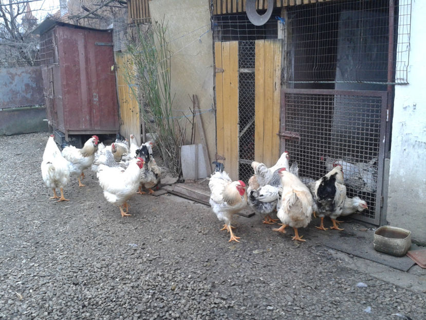 Pui SERIA II / 2023 | Fotografiați – Sâm, 9 dec. - INVENTAR PUI INCUBATOR II - 2023 - Sam 9 dec 2023