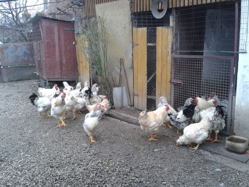 Pui SERIA II / 2023 | Fotografiați – Sâm, 9 dec. - INVENTAR PUI INCUBATOR II - 2023 - Sam 9 dec 2023