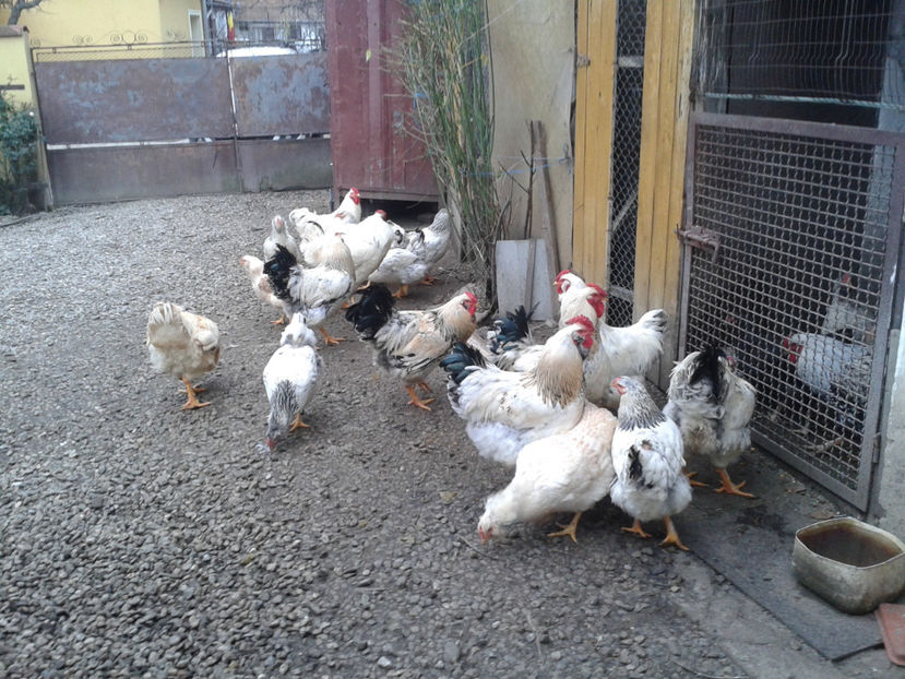 Pui SERIA II / 2023 | Fotografiați – Sâm, 9 dec. - INVENTAR PUI INCUBATOR II - 2023 - Sam 9 dec 2023