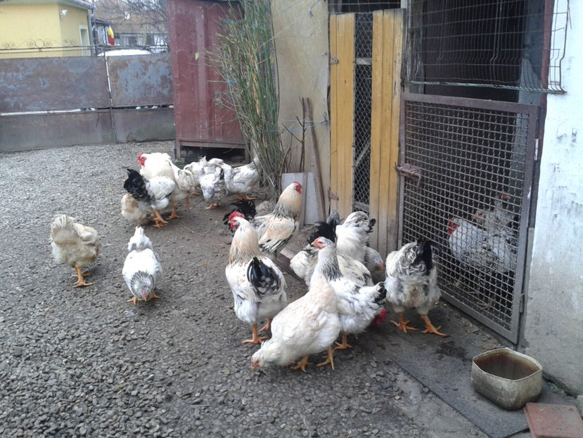 Pui SERIA II / 2023 | Fotografiați – Sâm, 9 dec. - INVENTAR PUI INCUBATOR II - 2023 - Sam 9 dec 2023