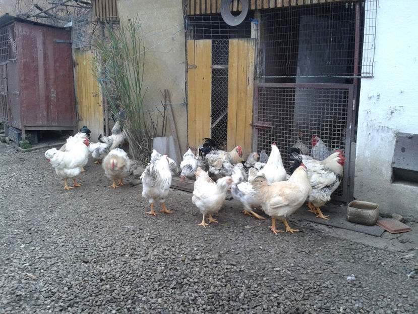 Pui SERIA II / 2023 | Fotografiați – Sâm, 9 dec. - INVENTAR PUI INCUBATOR II - 2023 - Sam 9 dec 2023