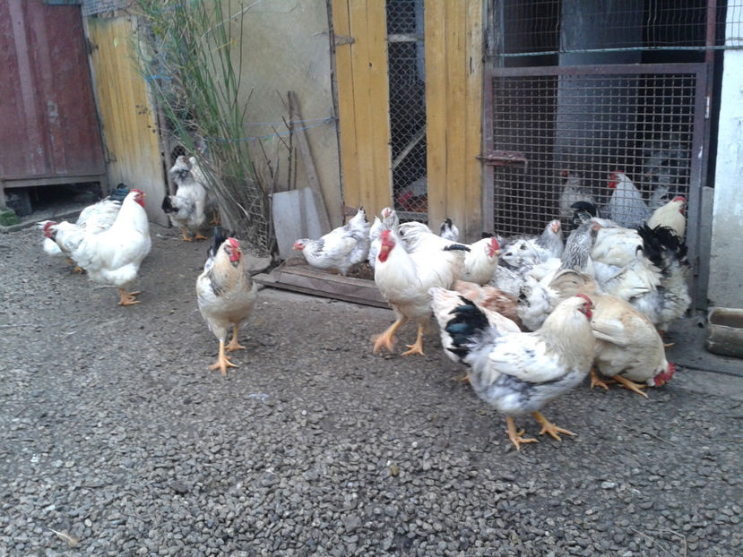 Pui SERIA II / 2023 | Fotografiați – Sâm, 9 dec. - INVENTAR PUI INCUBATOR II - 2023 - Sam 9 dec 2023