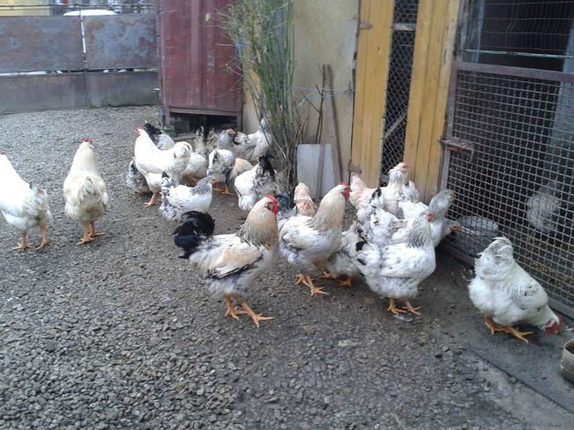 Pui SERIA II / 2023 | Fotografiați – Sâm, 9 dec. - INVENTAR PUI INCUBATOR II - 2023 - Sam 9 dec 2023