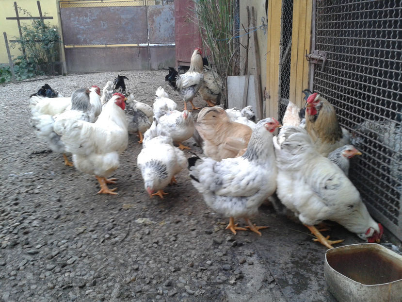 Pui SERIA II / 2023 | Fotografiați – Sâm, 9 dec. - INVENTAR PUI INCUBATOR II - 2023 - Sam 9 dec 2023