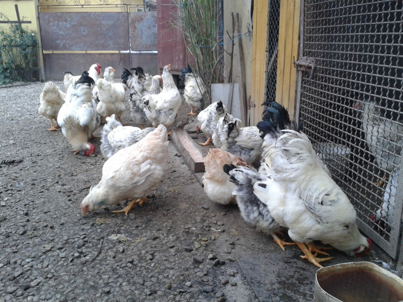 Pui SERIA II / 2023 | Fotografiați – Sâm, 9 dec. - INVENTAR PUI INCUBATOR II - 2023 - Sam 9 dec 2023