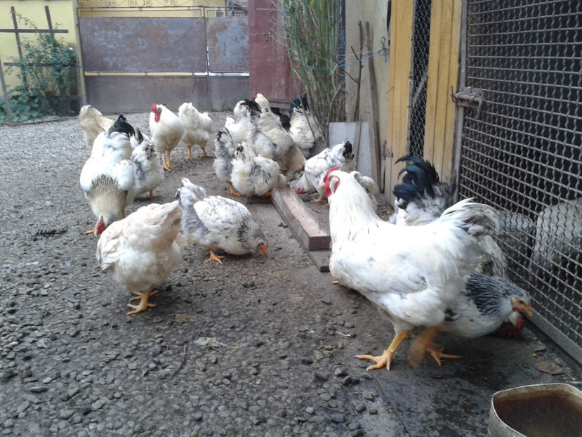 Pui SERIA II / 2023 | Fotografiați – Sâm, 9 dec. - INVENTAR PUI INCUBATOR II - 2023 - Sam 9 dec 2023